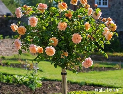 心动于树状月季