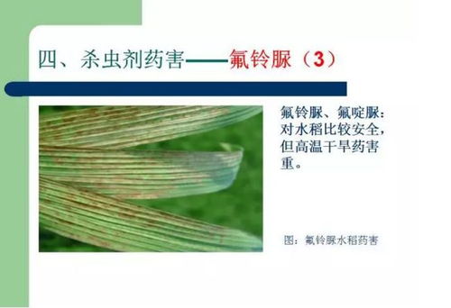 虫螨腈与吡虫啉混用疑问大揭秘