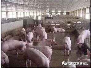 生猪养殖粪污资源化利用技术，如何实现变废为宝