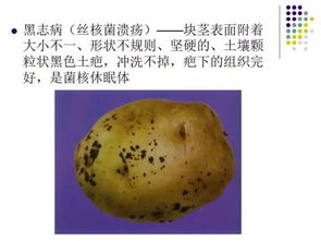 “我国北方地区种植土豆的最佳时间是什么时候
