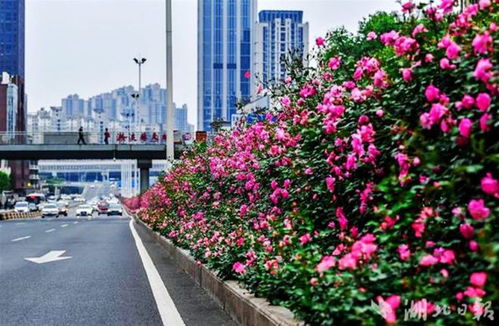 月季，那抹独特的美丽