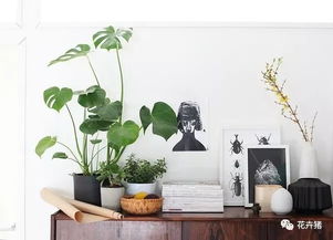 围墙上的植物选择：一株好植物， 两颗好心情