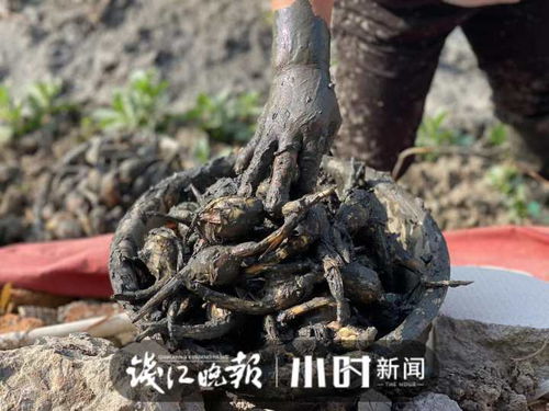 选择皂角种子的技巧