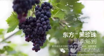 葡萄树苗移栽有讲究