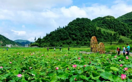 多彩的花卉与灌木