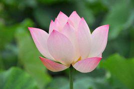 栽植过早的烦恼