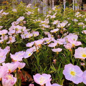 “春天的花海中，哪种鲜花盛开最为绚丽夺目
