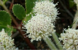 1. 播前土壤处理