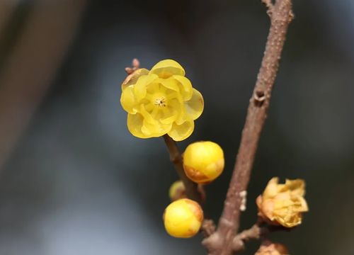 腊梅是梅花吗？原来它们有这么多不同