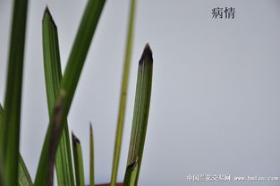 喷洒浓度，这玩意儿怎么算？