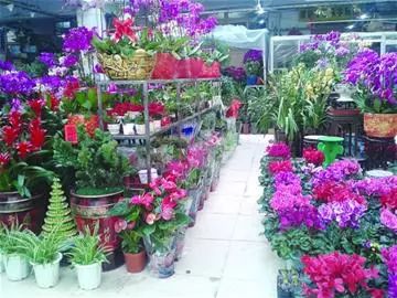 青州黄楼花卉市场