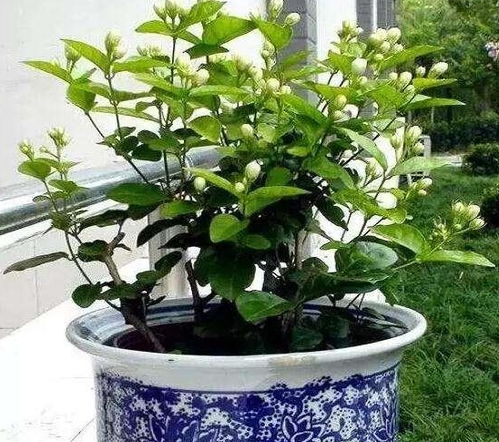 茉莉花：香气四溢，去除异味小嫩手