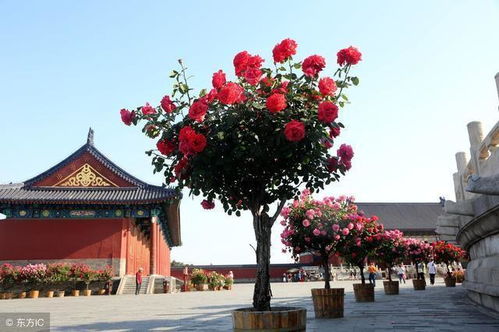 二、挖掘土球，小心翼翼