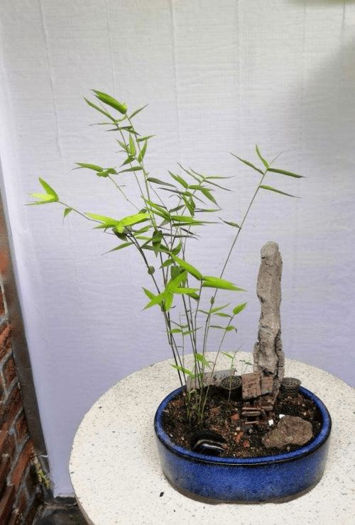 观音竹具有招财、旺运、化解煞气等风水作用