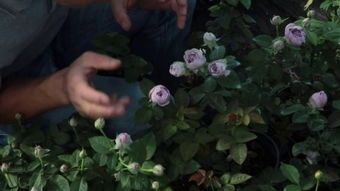 适合在哪些气候条件下种植？