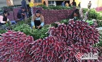 玫瑰：爱情的使者