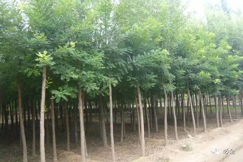 与其它树木相比的优势