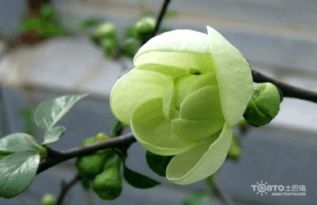 贴梗海棠的养殖攻略中，如何避免其叶片发黄和落叶呢