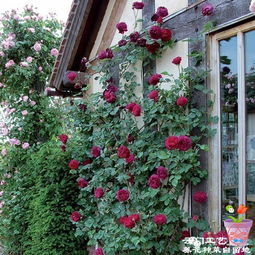 藤本月季的修剪技巧，你知道吗？