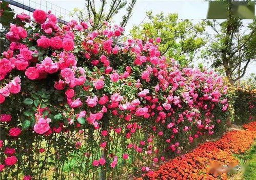 月季花与农家楼房， 美丽乡村的和谐画卷