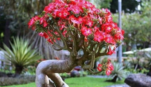 冬季不宜种植玫瑰