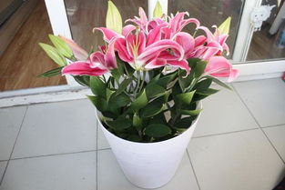百合花能放卧室吗？卧室摆放百合花有哪些好处和坏处