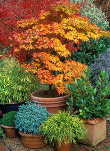 土壤要疏松，肥料要跟上