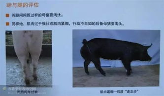 三步选留法如何让后备猪选留告别盲目