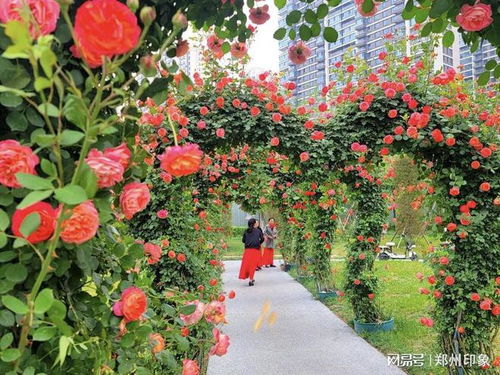 种植海坨之声月季花需要注意的事项