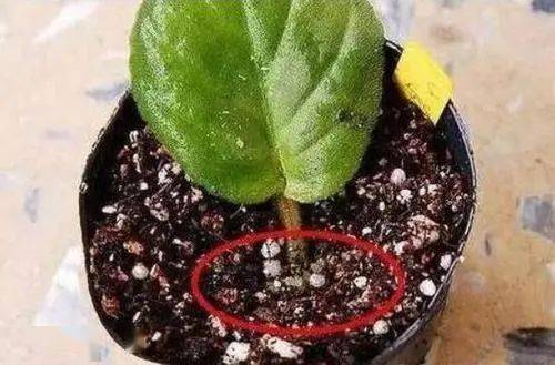 植物扦插成功的关键是什么？如何判断它已经生根发芽