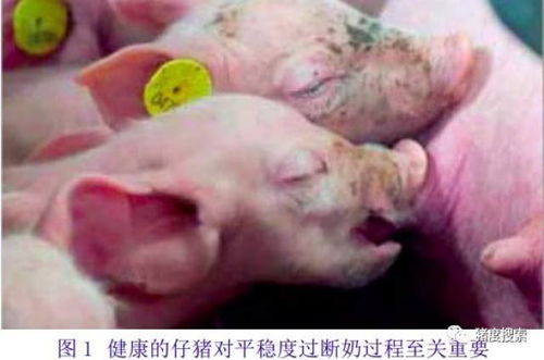 仔猪断奶有哪4种方法？快速掌握断奶技巧！