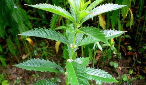 基础问题：这草凭啥长锯齿？