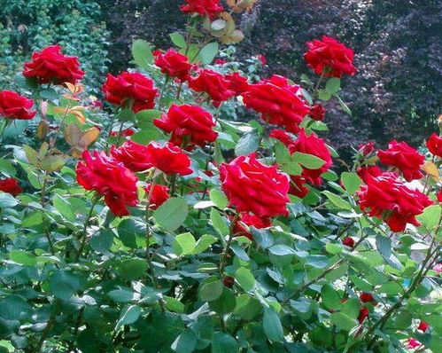 坟头种花？这事儿得好好说说