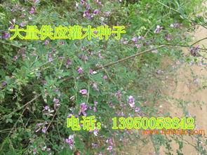 七大耐旱品种参数对比