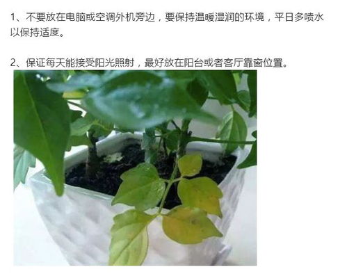 阿维菌素高氯对鱼类的平安性与潜在风险揭秘