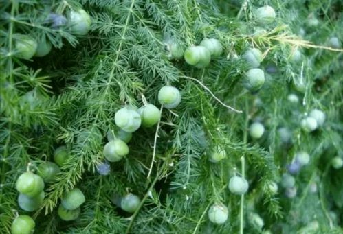 文竹种植小贴士：土壤篇