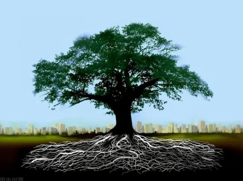 秘诀3：移前修剪法提高成活率