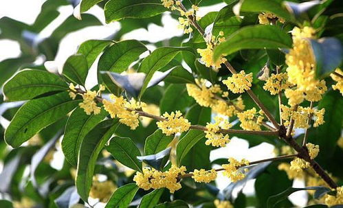 桂花树的观赏价值和绿化效果