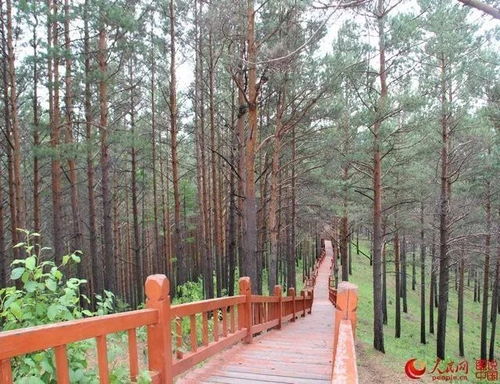 一、与草坪为伴，绿意盎然