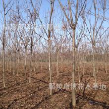 于黄山栾树南栾还北栾问，可嫩需进步物学研究和实地考察确定。