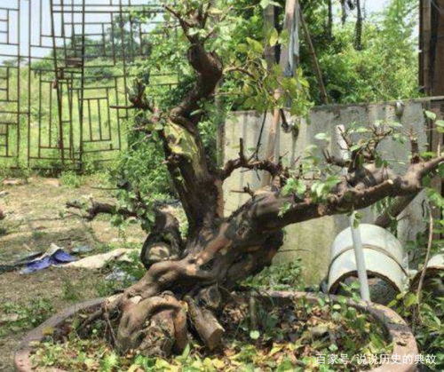 光照与种植方法