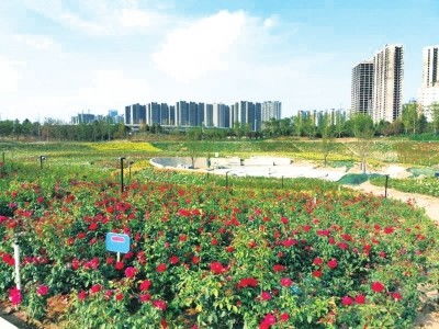 月季花的海洋， 就在郑州西流湖公园