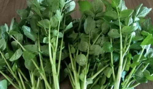 《家庭西洋菜种植指南》中，西洋菜种植过程中如何避免病虫害发生