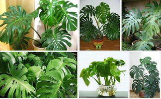 办公室里的小绿洲：适合养的小盆栽