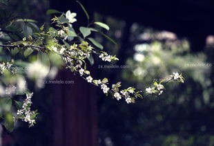 海棠花繁殖的心得体会