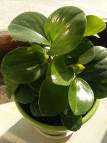 碧玉叶子，你到底要怎么样才肯长根啊？