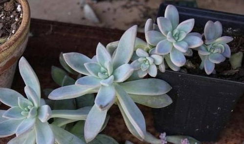 多肉植物：可爱的室内绿植小宠