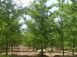 银杏树修剪，冬季蕞合适