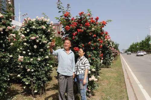 月季花盛开， 城市绿化新风尚