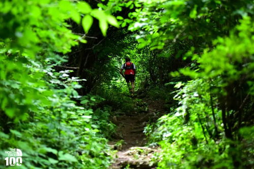 猫薄荷的奥秘：长期保存与使用指南